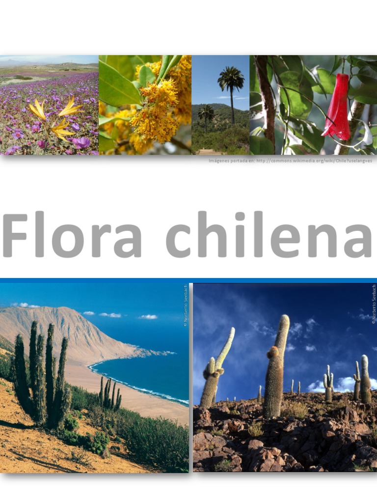 Flora chilena