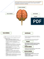 El Cerebro