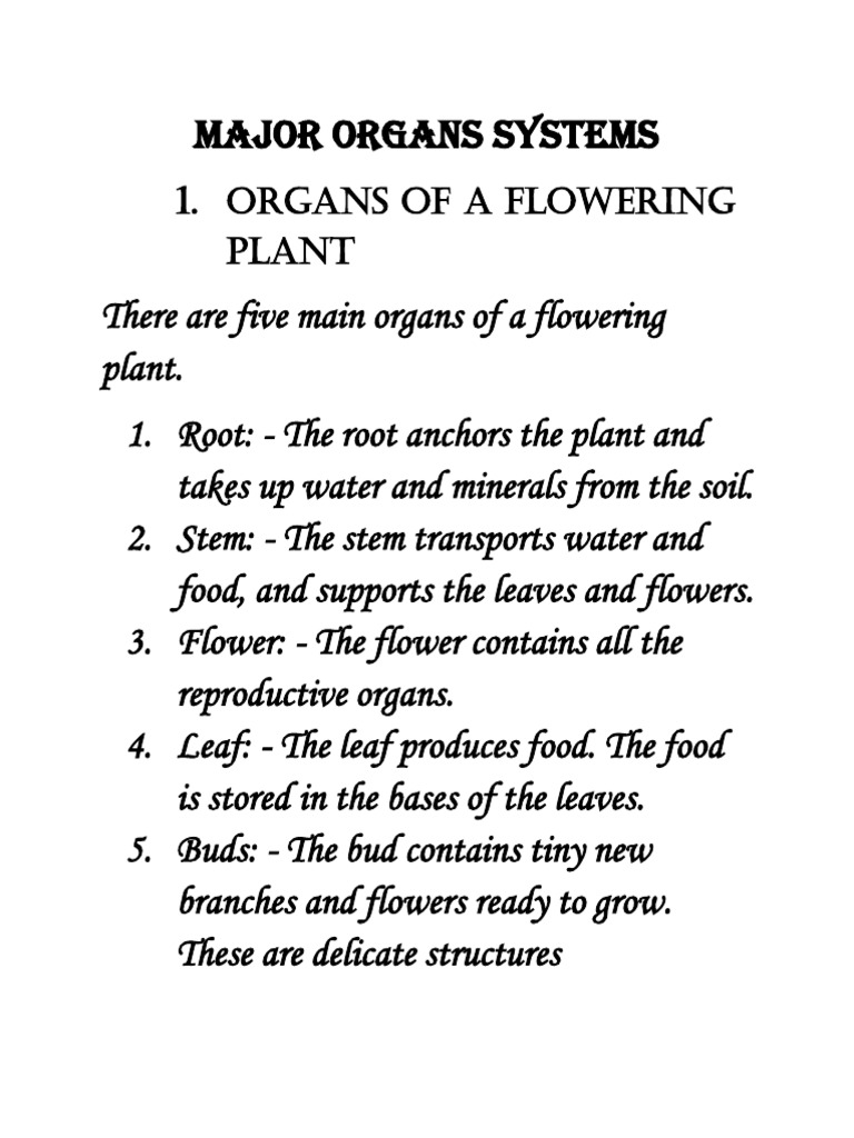 Major Organ Systems of Plants and Humans | PDF