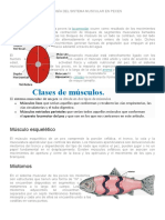 FISIOLOGÌA DEL SISTEMA MUSCULAR EN PECES.odt