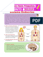 Sistema-Endocrino-para-Quinto-de-Primaria.pdf