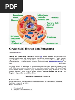 Download 7700 Gambar Gambar Organel Sel Hewan  Gratis