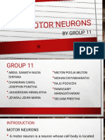 11motor Neurons