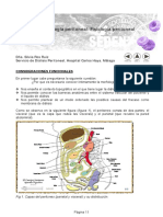 Anatomía e histología peritoneal