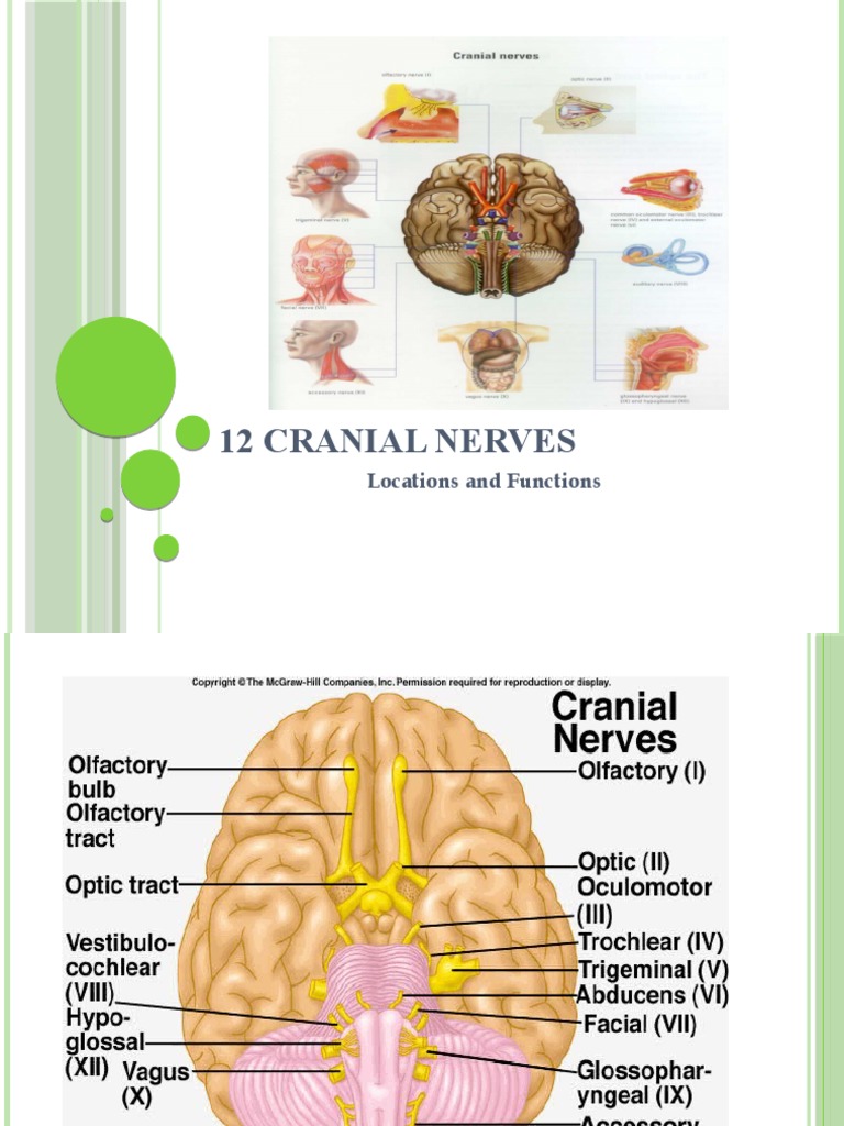 12 Cranial Nerves: Locations and Functions | Download Free PDF ...