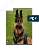 german shepherd.docx