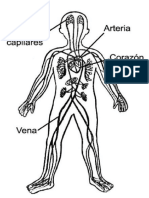 circulatorio