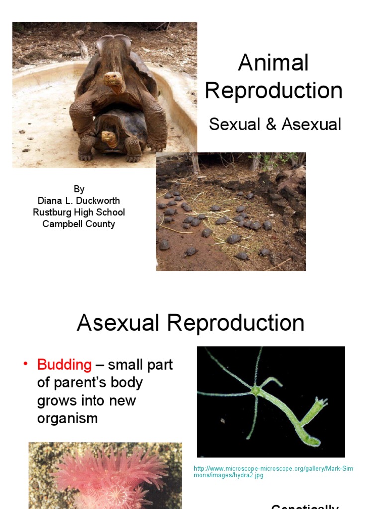 Animal Reproduction: Sexual & Asexual Methods | PDF | Sexual ...