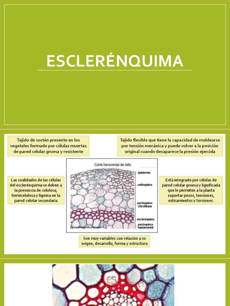 Esclerénquima