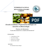 Informe Final Maduracion de Frutos Climatericos y No Climatericos Con Influencia Del Etileno (Etrhel)