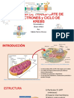 Cadena de Transporte de Electrones y Ciclo de Krebs - PPTX 4