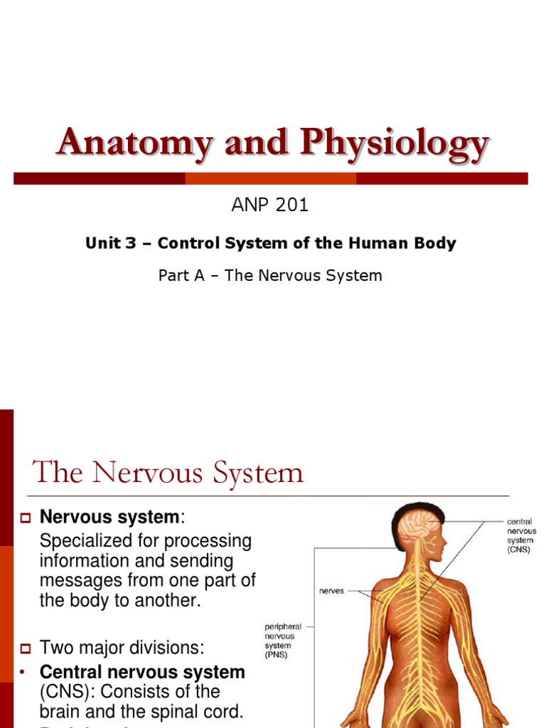 Overview of the Nervous System Functions | PDF | Nervous System ...