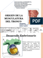 Seminario Origen Embrionario de La Musculatura Del Tronco