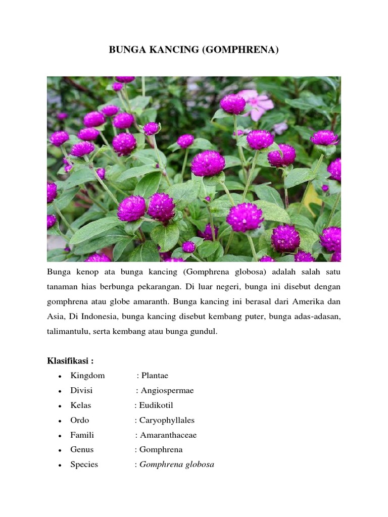 Bunga Kancing | PDF | Sains & Matematika | Teknologi & Rekayasa