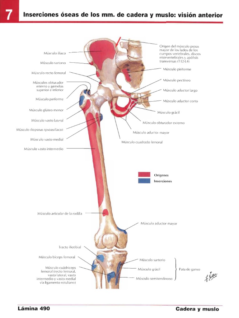 Netter Atlas de Anatomc3ada Humana | PDF