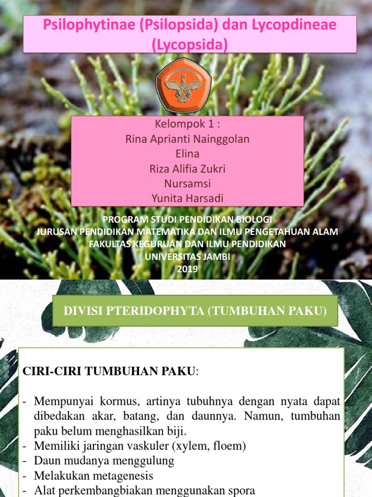 Psilophytinae Psilopsida Dan Lycopdineae Lycopsida