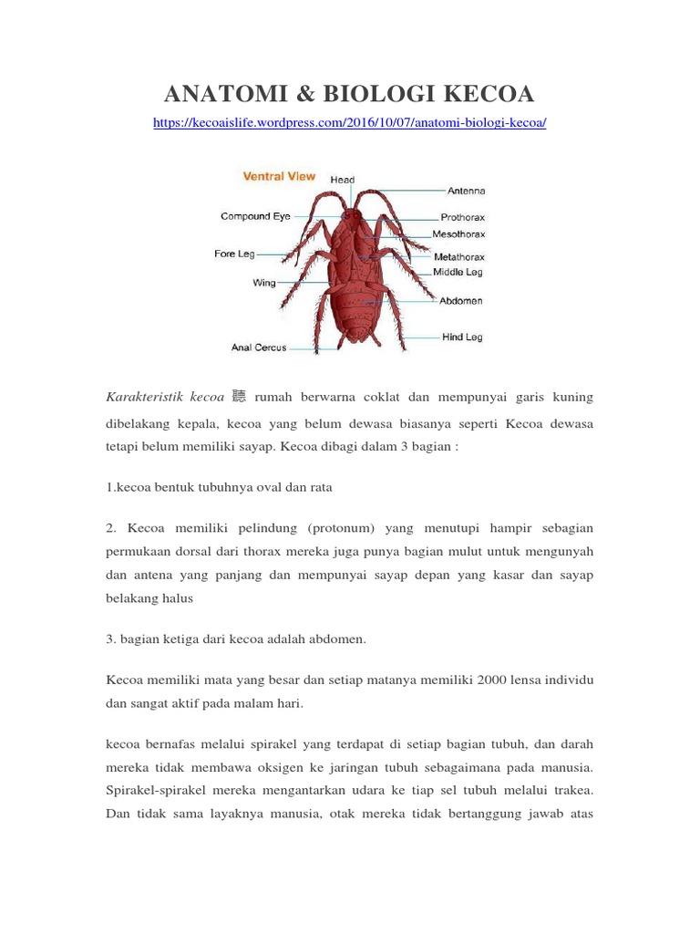 Anatomi Kecoa | PDF