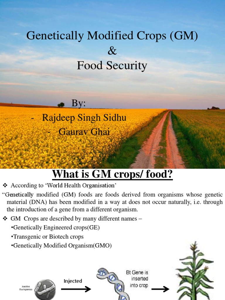 GM Crops and Food Security Insights | PDF | Genetically Modified Crops ...