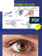 Anatomía de Ojo