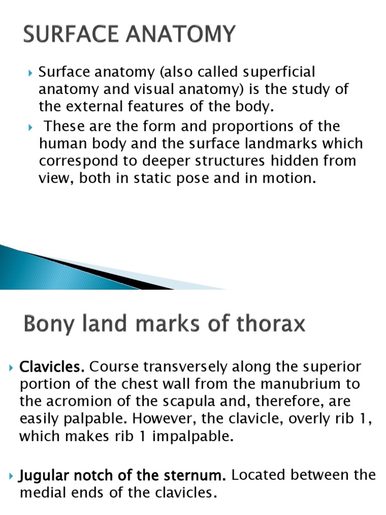 Heart Surface Anatomy Markings | PDF | Human Anatomy | Anatomy