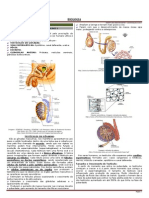 01 - Sistema Genital Masculino 03.11.10 - Parte 01