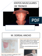 Estiramientos Musculares de Tronco