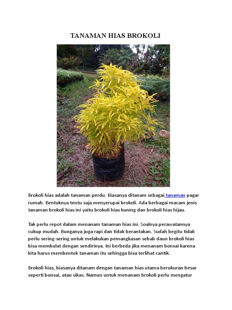 Lintas Minat Geografi