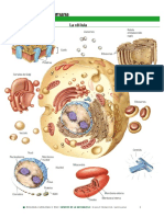 Atles D Anatomia Humana 3eso PDF
