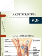 Akut Scrotum 