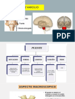 Diapositivas Neuroanatomia Puente de Varolio