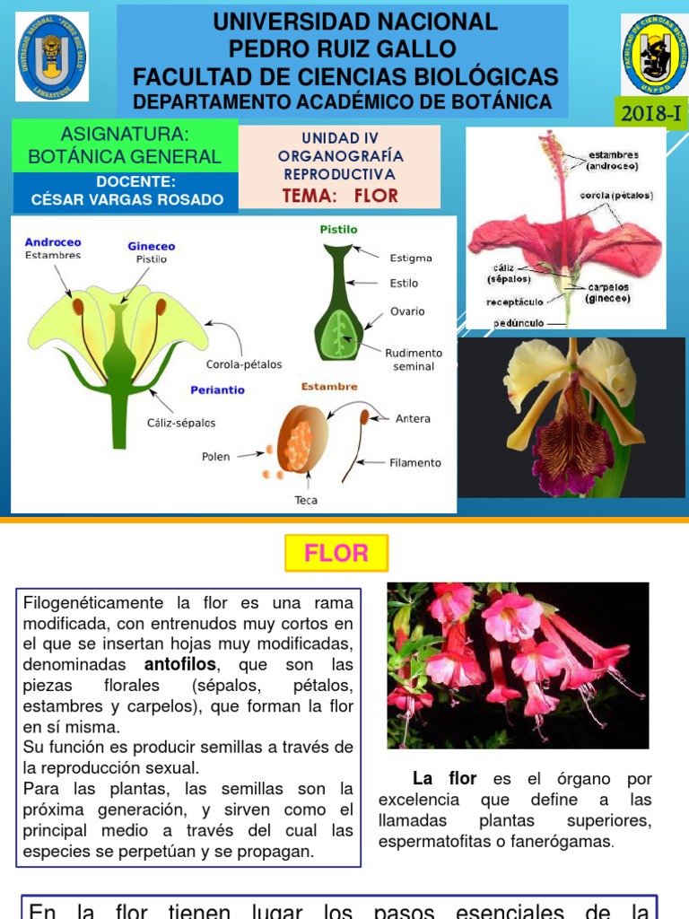 Estructura y Evolución de la Flor | PDF | Flores | Reproducción