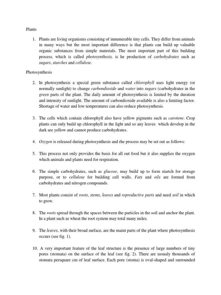 Sugars, Starches and Cellulose PDF Stoma Photosynthesis
