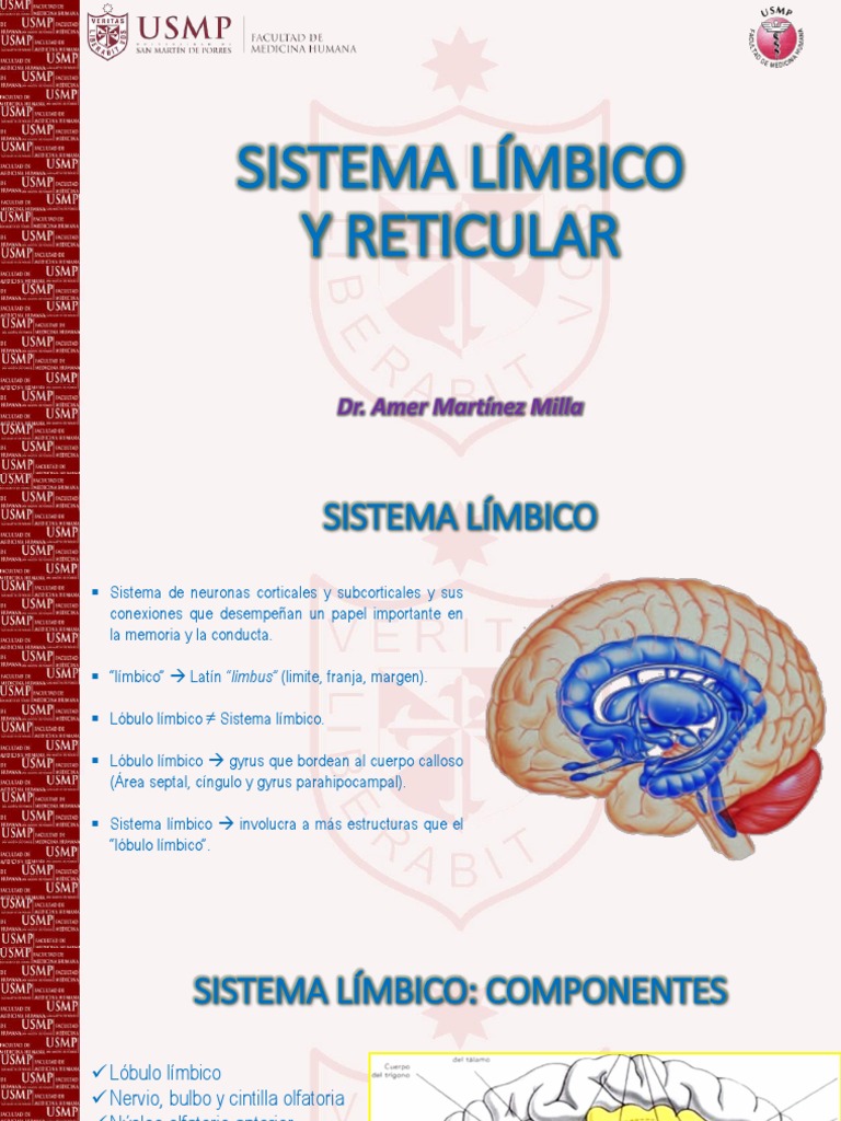SISTEMA LIMBICO Y RETICULAR USMP 101018.1.pdf Sistema límbico