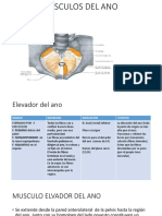 Musculos Del Ano