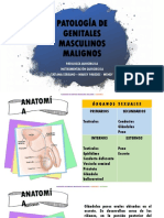 Patología Del Genitales Masculinos Malignos