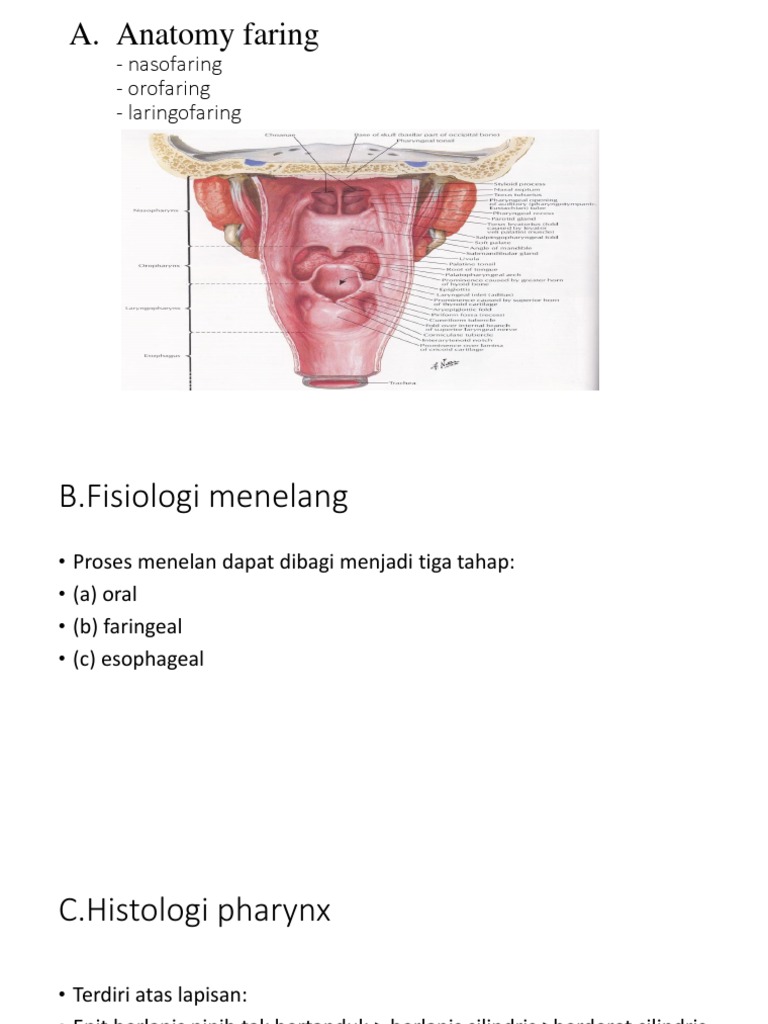 A. Anatomy Faring: - Nasofaring - Orofaring - Laringofaring | PDF