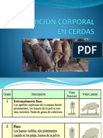 Condición Corporal en Cerdas