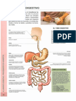 Anatomia sistema digestivo.pdf