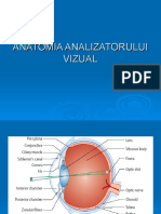 Curs 1 ANATOMIA ANALIZATORULUI VIZUAL