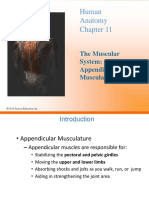 Human Anatomy: The Muscular System: Appendicular Musculature