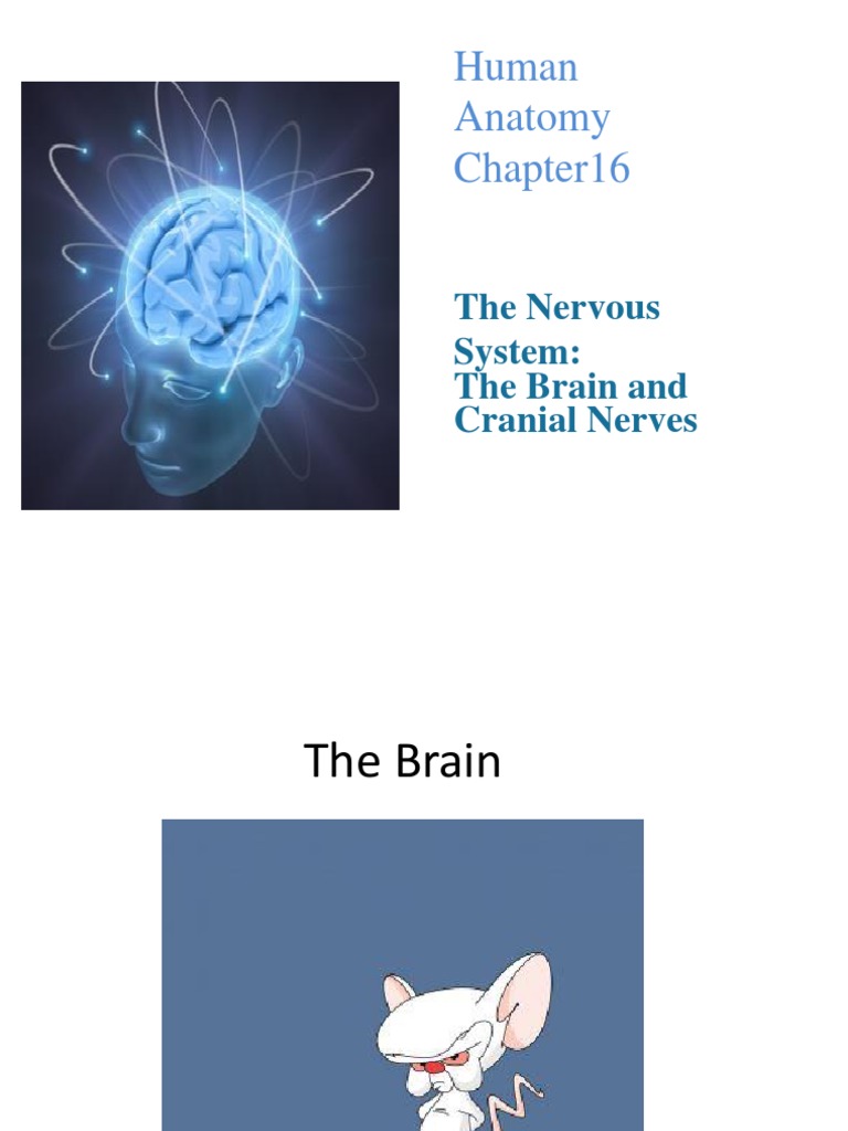 Human Anatomy: The Nervous System: The Brain and Cranial Nerves | PDF ...