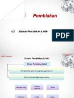 4.2 Sistem Pembiakan Lelaki