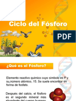 Exposición Ciclo del Fósforo (2).pdf