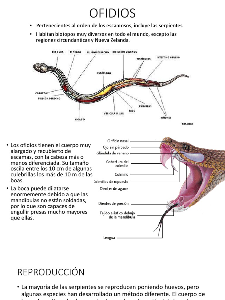 OFIDIOS PDF Serpiente Caimán