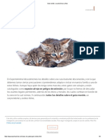 Gato montés_ características y fotos.pdf