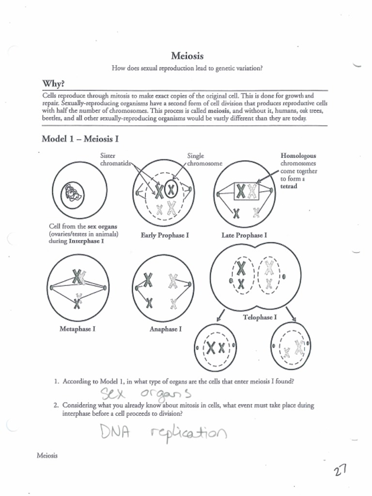 meiosis-gizmo-answer-key-page-2-student-exploration-seasons-why-do-we-have-them-answer