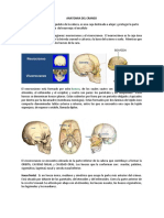 ANATOMIA CRANEAL Estudiante Primer Corte 1