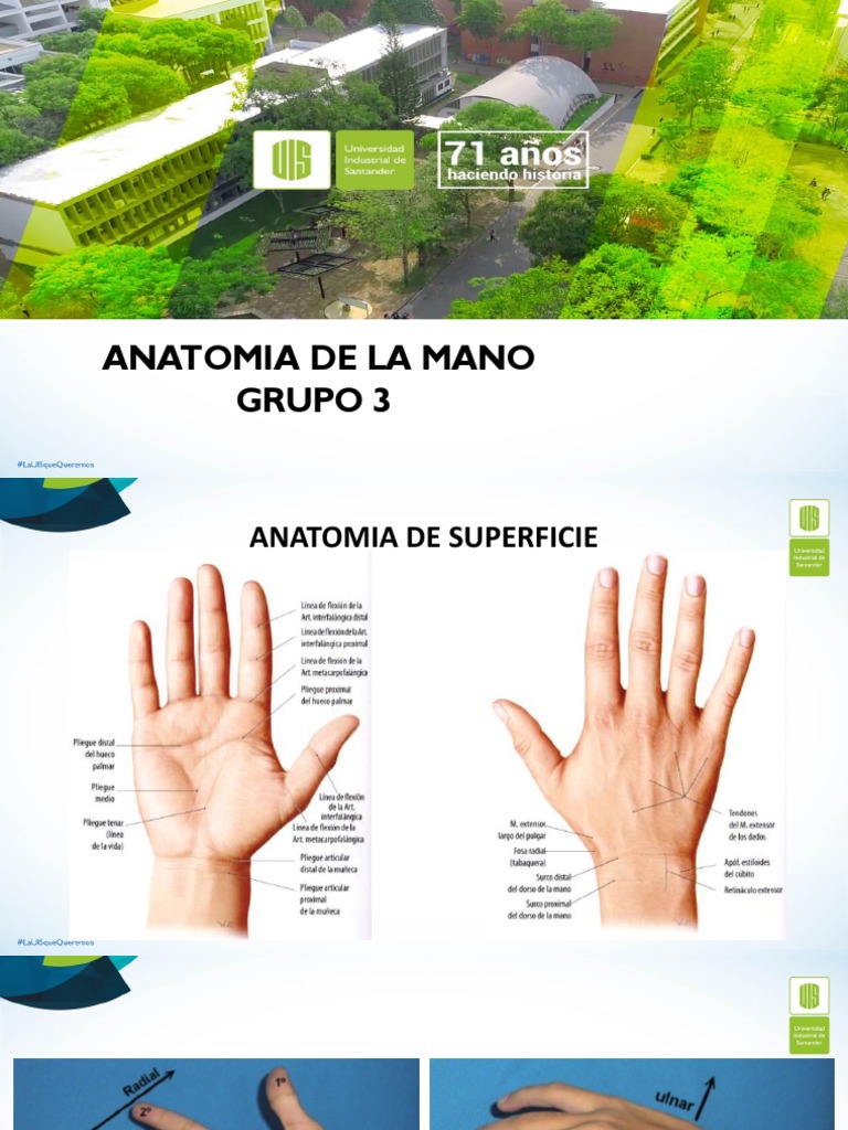 Anatomía y Huesos de la Mano | PDF | Mano | Extremidades (anatomía)
