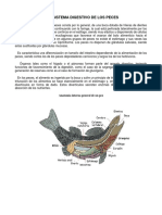 Sistema Digestivo de Los Peces PDF