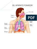 PARTES DEL APARATO FONADOR.docx